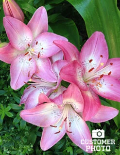 Menu Lollypop Asiatic Lily 8 Menu Lollypop Asiatic Lily -Gardening Series Store 2018 07 17 lollypop asiatic lilies karen harrison