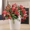 Joyous Christmas Cactus -Gardening Series Store 23265