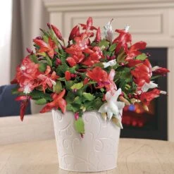 Joyous Christmas Cactus
