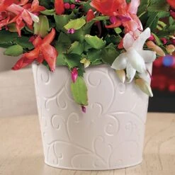 Joyous Christmas Cactus -Gardening Series Store 23265 2