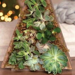 Mixed Succulent Holiday Tree -Gardening Series Store 23717 2