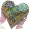 Heart Mix Succulent Garden -Gardening Series Store 26881
