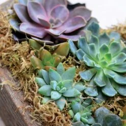 Heart Mix Succulent Garden -Gardening Series Store 26881 2