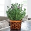 Lavender Gift Plant -Gardening Series Store 26963