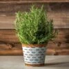 Rosemary Sensation -Gardening Series Store 28758