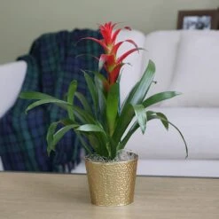 Bromeliad