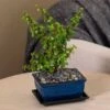 Jade Bonsai -Gardening Series Store 28768