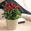 Red Rose Gift Plant -Gardening Series Store 28937