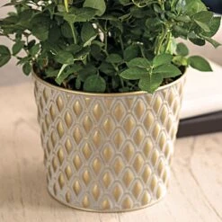 Red Rose Gift Plant -Gardening Series Store 28937 2