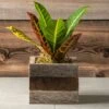 Croton Houseplant In Reclaimed Wood -Gardening Series Store 29369