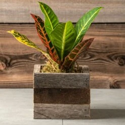 Croton Houseplant In Reclaimed Wood