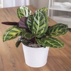 Calathea Medallion Plant