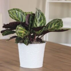 Calathea Medallion Plant -Gardening Series Store 29371 2