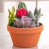 Mixed Cactus Garden -Gardening Series Store 29375