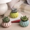 Happy Hues Succulent Plant -Gardening Series Store 29378