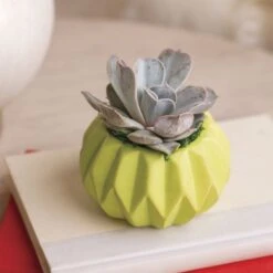 Happy Hues Succulent Plant -Gardening Series Store 29378 2