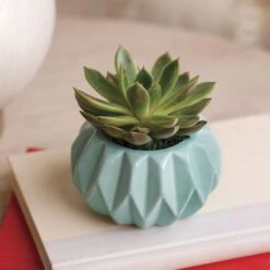 Happy Hues Succulent Plant -Gardening Series Store 29378 3