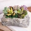 Concrete Log Succulent Garden -Gardening Series Store 29380