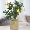 Meyer Lemon Gift Tree -Gardening Series Store 29776
