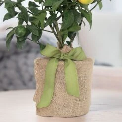 Meyer Lemon Gift Tree -Gardening Series Store 29776 2