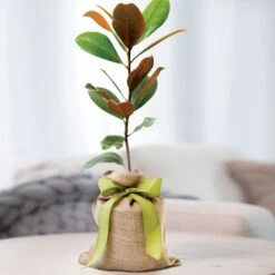 Southern Magnolia Gift Tree