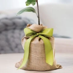 Southern Magnolia Gift Tree -Gardening Series Store 29778 2