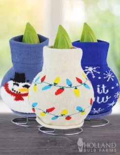 Menu Tis The Season Sweater Amaryllis Collection -Gardening Series Store 370 480 bulbs logo 2