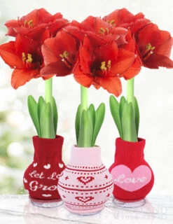 Menu Love Is In The Air Sweater Amaryllis Collection