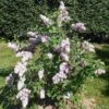 Belle De Nancy Lilac 1 Belle De Nancy Lilac -Gardening Series Store 515px Syringa vulgaris Belle de Nancy 2018 05 04 0369