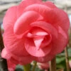 Menu Pink Double Begonia -Gardening Series Store 71101 pink double begonia 1
