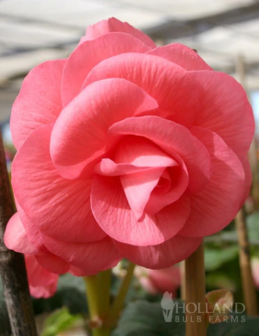 Menu Pink Double Begonia 3 Menu Pink Double Begonia