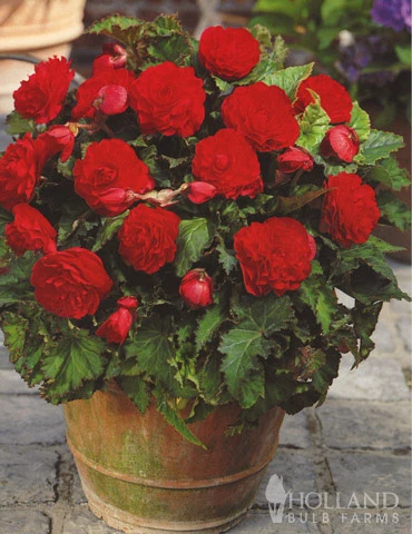 Menu Red Double Begonia 5 Menu Red Double Begonia - Image 3