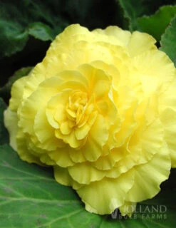Menu Double Begonia Collection 31 Menu Double Begonia Collection -Gardening Series Store 71103 yellow double begonia 1