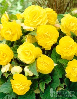 Menu Golden Glory Shade Garden Collection -Gardening Series Store 71103 yellow double begonia 4