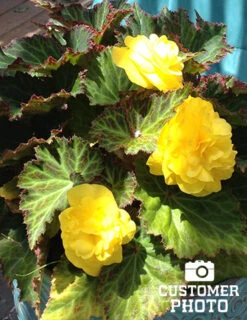 Menu Golden Glory Shade Garden Collection -Gardening Series Store 71103 yellow double begonia 5