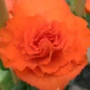 Menu Orange Double Begonia 1 Menu Orange Double Begonia -Gardening Series Store 71104 orange double begonia