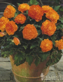 Menu Orange Double Begonia -Gardening Series Store 71104 orange double begonia 3