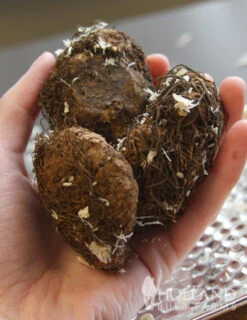 Menu Blazing Scarlet Shade Planter Collection -Gardening Series Store 71105 white double begonia 2 1