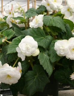 Menu White Double Begonia -Gardening Series Store 71105 white double begonia 3 3