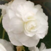 Menu White Double Begonia 1 Menu White Double Begonia -Gardening Series Store 71105 white double begonia 5
