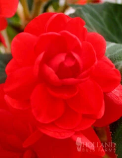 Menu Blazing Scarlet Shade Planter Collection -Gardening Series Store 71106 scarlet double begonia 1
