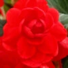 Menu Scarlet Double Begonia -Gardening Series Store 71106 scarlet double begonia