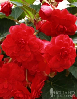 Menu Border Of Blooms For Shade Collection -Gardening Series Store 71106 scarlet double begonia 3 3