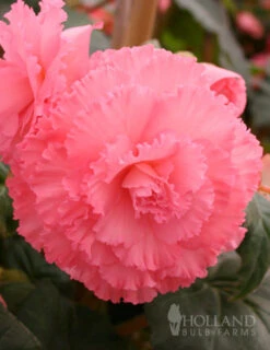 Menu Ruffled Begonia Collection 19 Menu Ruffled Begonia Collection -Gardening Series Store 71107 ruffled pink begonia 1