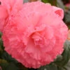 Menu Ruffled Pink Begonia -Gardening Series Store 71107 ruffled pink begonia