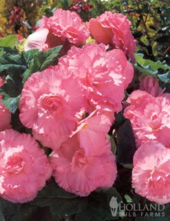 Menu Charming Pink Summer Flowers Collection 17 Menu Charming Pink Summer Flowers Collection -Gardening Series Store 71107 ruffled pink begonia 2 4