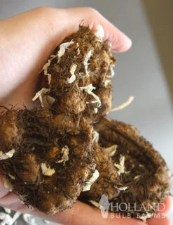 Menu Charming Pink Summer Flowers Collection 18 Menu Charming Pink Summer Flowers Collection -Gardening Series Store 71107 ruffled pink begonia 3 4