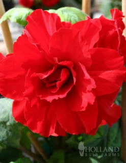 Menu Ruffled Begonia Collection 22 Menu Ruffled Begonia Collection -Gardening Series Store 71108 ruffled red begonia 1