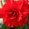 Menu Ruffled Red Begonia 2 Menu Ruffled Red Begonia -Gardening Series Store 71108 ruffled red begonia