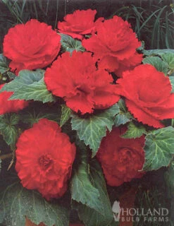 Menu Ruffled Red Begonia -Gardening Series Store 71108 ruffled red begonia 2